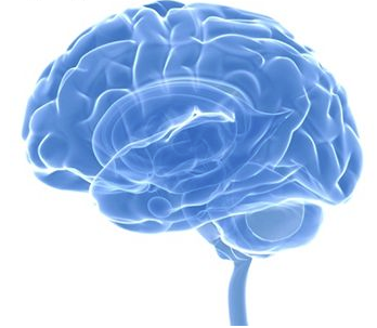 Brain Plasticity Training Program